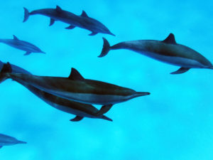 School wilde dolfijnen in de Rode Zee